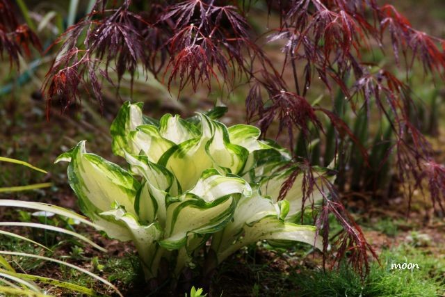 hosta